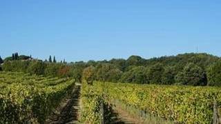 One night in Montalcino photo