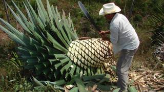 ‘Not Mezcal’ Bacanora / Raicilla / Sotol foto
