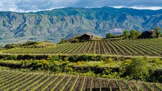 Sicily Wine Dinner foto