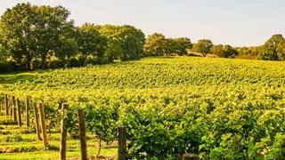 English Wine Tasting with Chapel Down foto