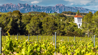 Penedes Party! - Spanish Wine Dinner photo
