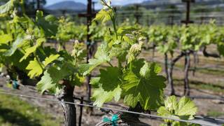 July Cellar Door Experience - Massican Wines foto