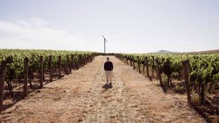 July Cellar Door Experience - Massican Wines Photo