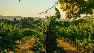 California Wine Tasting foto