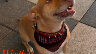 Wooftop Wednesdays Photo
