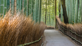 Summer Spirits Series Part 3-Spirits of Japan foto