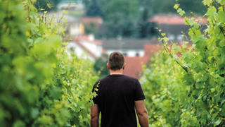 4-Gang-Menü mit Pfannebecker-Weinbegleitung foto