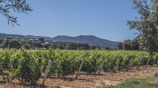 Ultimate Provence Experience with Domaine Ott foto