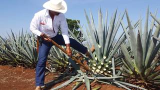 Agave Spirits - Summer Series foto