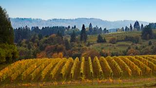 Willamette Valley - Summer Series foto