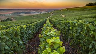 Breezes of Bordeaux Wine Tasting foto