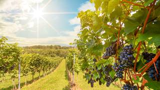 Merryvale Wine Tasting foto