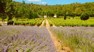 Summer Supper Club: A Taste of Provence foto