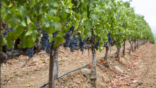 Red and Rare: A Wine Affair foto