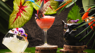 BOTTOMLESS JUNGLE BRUNCH foto