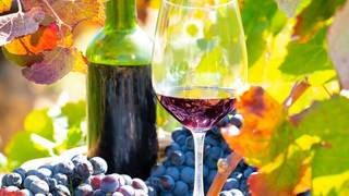 Tempranillo - Summer Series Photo