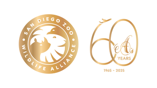 Mister A's 1965- San Diego Zoo Wildlife Alliance Photo