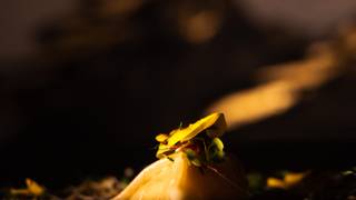 8 Plate Tasting Menu foto