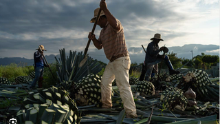 Oaxacan Nights Mezcal Dinner Photo