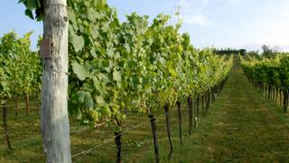 Wine Dinner- A Taste of Northern Italy Photo