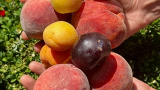 Taste of Summer Dinner Series - Peach Edition foto