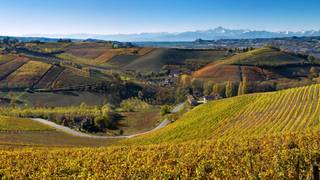 One Way Ticket to Barbaresco Photo