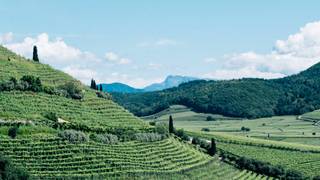 Alois Lageder BTG Takeover Photo