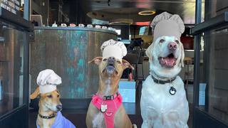 Wine with Dogs Photo