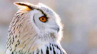 Falconry in the Dry Creek Valley foto