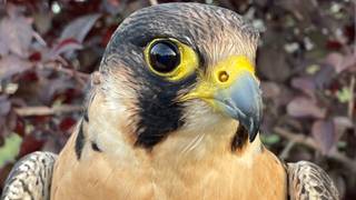 Falconry in the Dry Creek Valley foto