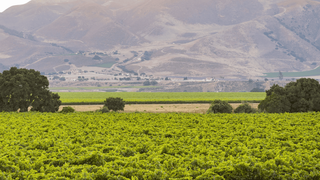 Wente Family Vineyards Wine Dinner foto
