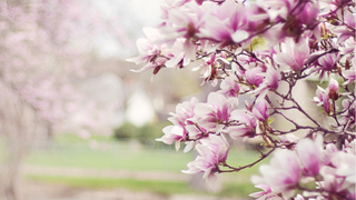 Cherry Blossom Festival Foto