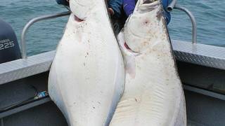 Alaskan Halibut Days at Bluwater foto