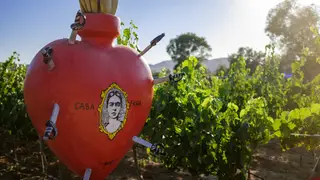 Een foto van restaurant Casa Frida - Valle de Guadalupe