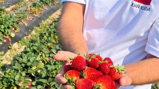 写真（Strawberry Festival with Southern Hill Farms）