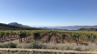 2nd Annual Napa Valley Vintners Wine Dinner Photo