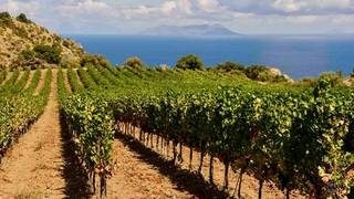 Wine Tasting: Wines from the Mediterranean Islands photo