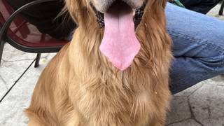 Doggie Patio Party photo