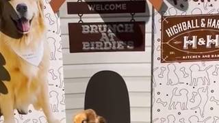 Brunch with Birdie!  Dog Friendly Event! photo