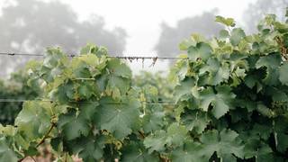 October - Maître de Chai Wines photo