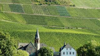 Wine Tasting: Austrian & German Wines photo