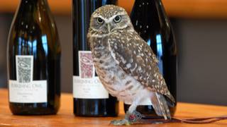 Burrowing Owl  Wine Dinner photo