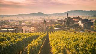 Classico Vineyards: The Heritage of Italian Wine photo