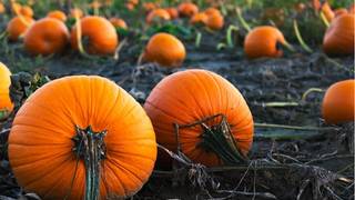 Castle Hill Inn Pumpkin Patch photo