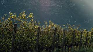 A one way ticket to Italy's Alto Adige wine region photo