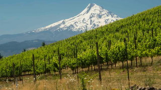 Wine Wednesday Tasting Series: Pacific North West photo