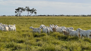 Longreach Lamb x Bordeaux photo