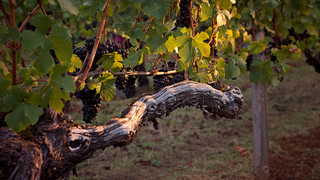 Wine Class: International Syrah photo