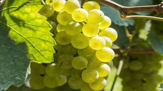 Chardonnay: "Chardonnay’s Global Charm" foto