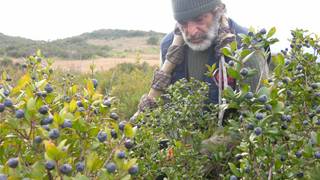 Mirto Day : Introducing the Sardinia Essence Photo